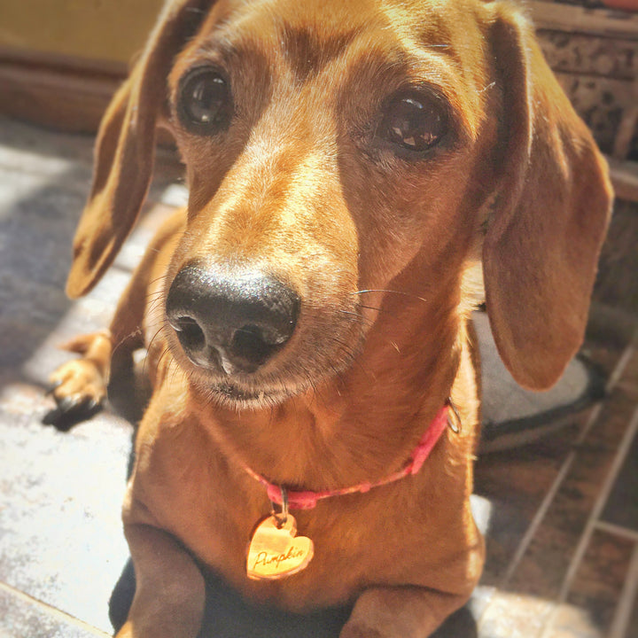 Custom Mirror or Wood Pet Tag, Personalized Cat and Dog Pet ID Tags, Pet Gift, Customized Lost Pet Tag, Rose gold, Gold, Silver Mirror